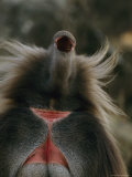 A Male Gelada, Theropithecus Gelada, Throws its Head Back as it Yawns Photographic Print