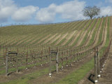 A Hillside Vineyard Photographie