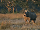 A Southern White Rhinoceroses Stands its Ground Photographic Print by Roy Toft