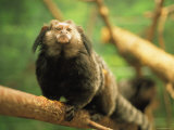 A Black Tufted Ear Marmoset Clings to a Tree Branch Photographic Print