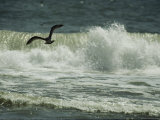 A Gull Flies in Front of Crashing Surf Photographic Print