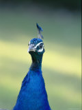 Close View of the Head and Neck of an Indian Peacock Photographic Print