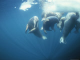 Underwater View of a Group of Atlantic Walruses Photographic Print