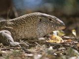 A Close View of the Head of a Monitor Lizard Photographic Print by Roy Toft