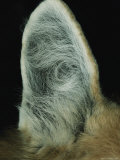 Close View of South American Maned Wolf Ear Photographie