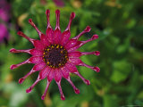 Close View of a Bright South African Daisy (Osteospermum Nasinga) Photographic Print
