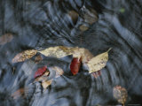 Autumn Leaves Swirl in Flowing Water Photographic Print by Medford Taylor