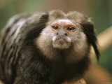 A Black Tufted Ear Marmoset, Callithrix Penicillata Photographic Print