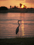A Great Blue Heron in Silhouette at Sunset Photographic Print
