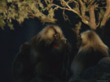 A Male Gelada Photographic Print