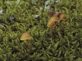 A Spring Peeper Frog (Hyla Crucifer) Clings to a Mushroom Photographic Print
