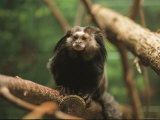 A Black Tufted Ear Marmoset Clings to a Tree Branch Photographic Print by Joel Sartore