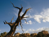 A Lone Tree Stands over the Doll House in Canyonlands National Park Photographic Print by Stephen Alvarez