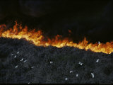 Aerial View of Fire with Fleeing Egrets Photographic Print