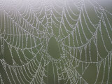 Morning Dew Clings to a Spider Web Photographic Print