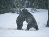 A Pair of Grizzly Bears Play and Tussle in a Snow Storm Impressão fotográfica por Tom Murphy