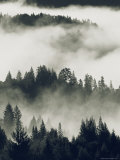 Early Morning Sun on a Foggy Redwood Valley Photographic Print
