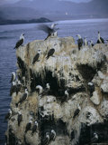 Boobies Roost on La Portada, a Towering Rock Arch Near Antofagasta Photographic Print