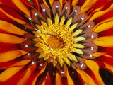 A South African Monkey Beetle Burrows into a Gazania Flower Fotografisk trykk av Jonathan Blair