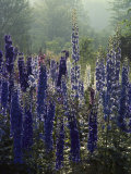 Blue Spikes of Lupine Flowers Photographic Print