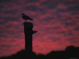A Gull Perched on a Piling at Sunset Photographic Print