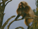 A Male Gelada Baboon Bares His Teeth in a Display of Aggression Photographic Print