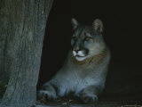 Close View of a Captive Mountain Lion Photographic Print