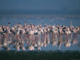 Greater Flamingos on Lake Nakuru Photographic Print