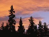 Silhouetted Evergreen Trees at Twilight under a Cloudy Sky Photographic Print by Heather Perry