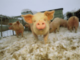 Portrait of a Young Pig in a Snowy Pen Photographic Print