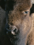 Portrait of a Wood Buffalo Photographic Print