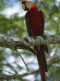 Close View of a Scarlet Macaw Photographic Print