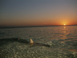 A Lemon Shark Swims in Shallow Water at Sunset, Bahama Islands Photographic Print by Brian J. Skerry