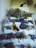 A House Cat Sits on Stairs Filled with Bundles of Drying Flowers Photographic Print by Bill Curtsinger