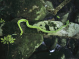 A Green Python Glides Along a Tree Branch Photographic Print by Sam Abell