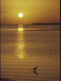 A Heron Wades in the Shallow Water of the Gulf of Mexico at Sunset Photographie
