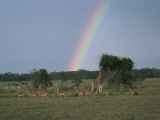 Giraffes, Impalas, Zebras, and Gazelles on a Lake Nakuru Plain Photographic Print by Roy Toft