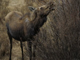 A Moose Nibbles on Scrubby Brush Growth Photographic Print