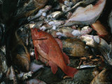 Dead Fish Will Soon Be Washed Away from the Deck of a Fishing Boat Photographic Print by Joel Sartore