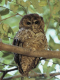 A Northern Spotted Owl (Strix Occidentalis) Peers from a Tanoak Tree Photographic Print by Paul Chesley
