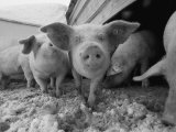 Young Pigs in a Snowy Pen Photographie