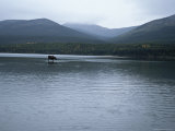 A Moose Wades in the Shallow Water of Quiet Lake Photographic Print