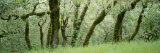 Coast Live Oaks (Quercus Agrifolia) Photographic Print