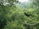 A Rhinoceros Hornbill Feeds on the Fruit of a Fig Tree Photographie