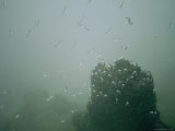Red-Legged Kittiwakes Soar Above Fog-Shrouded Coastal Cliffs Photographic Print