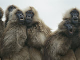 A Family of Female Gelada Baboons Huddled Together Photographic Print