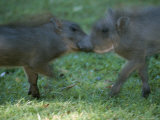 Two Juvenile Warthogs at Play Photographic Print