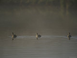 Australasian Grebes in Dawn Mist Photographic Print