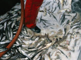 Dead Fish Will Soon Be Washed Away from the Deck of a Fishing Boat Photographic Print by Joel Sartore