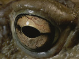 A Close View of the Eye of a Sororan Desert Toad (Bufo Alvarius) Photographic Print